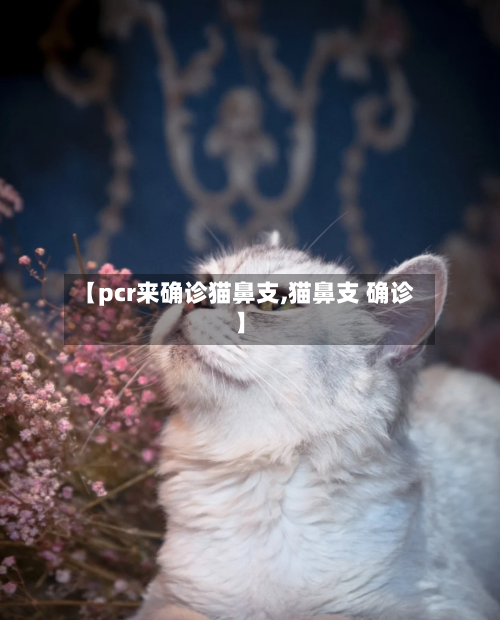 【pcr来确诊猫鼻支,猫鼻支 确诊】