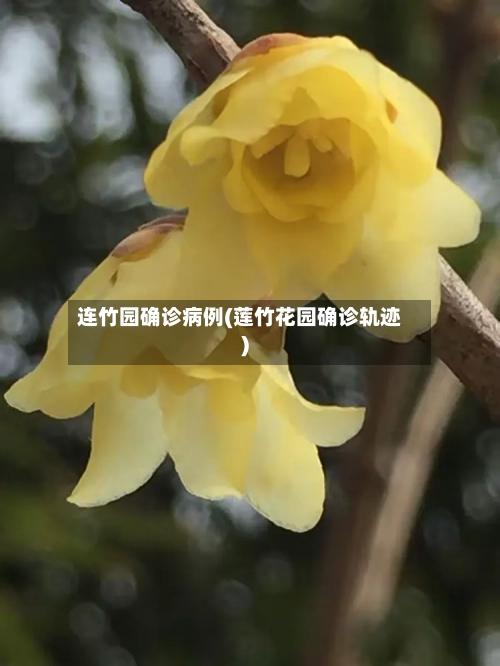 连竹园确诊病例(莲竹花园确诊轨迹)