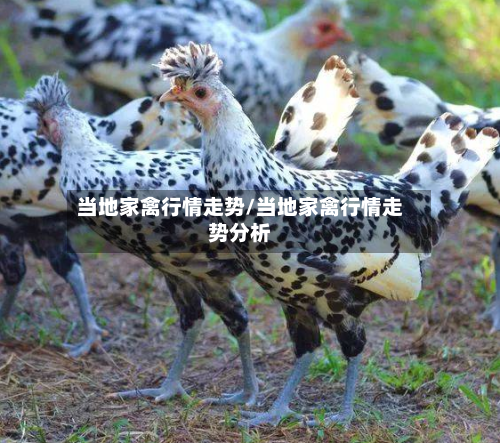 当地家禽行情走势/当地家禽行情走势分析