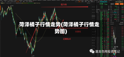 菏泽橘子行情走势(菏泽橘子行情走势图)