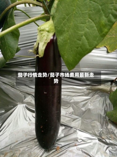 茄子行情走势/茄子市场费用最新走势