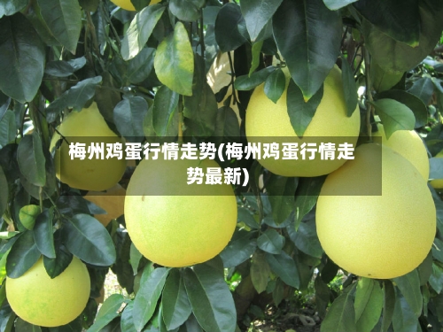 梅州鸡蛋行情走势(梅州鸡蛋行情走势最新)