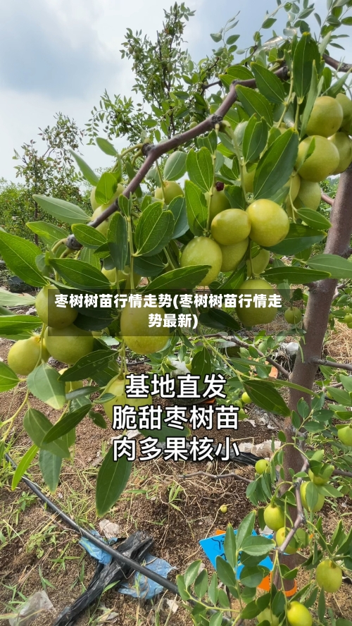 枣树树苗行情走势(枣树树苗行情走势最新)