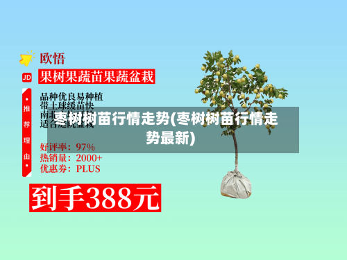 枣树树苗行情走势(枣树树苗行情走势最新)