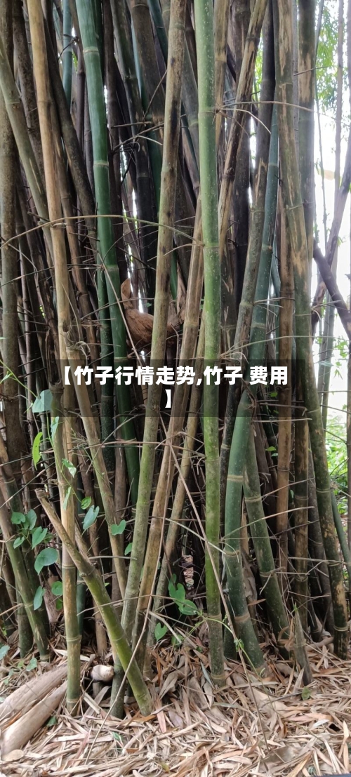 【竹子行情走势,竹子 费用】