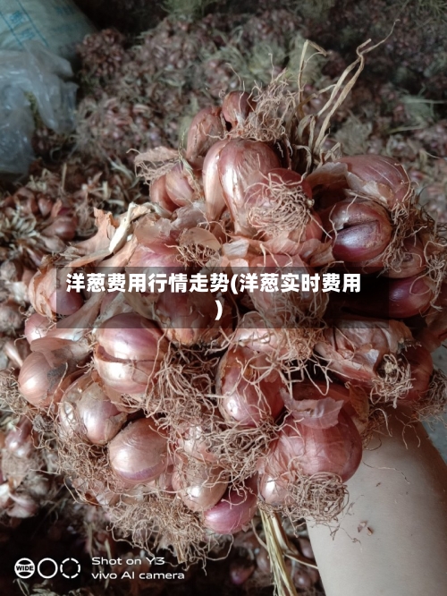洋葱费用行情走势(洋葱实时费用)