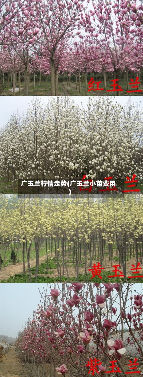 广玉兰行情走势(广玉兰小苗费用)