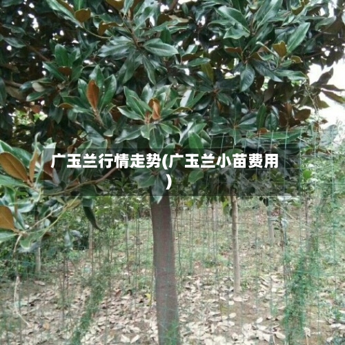 广玉兰行情走势(广玉兰小苗费用)