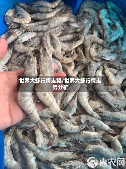 世界大虾行情走势/世界大虾行情走势分析