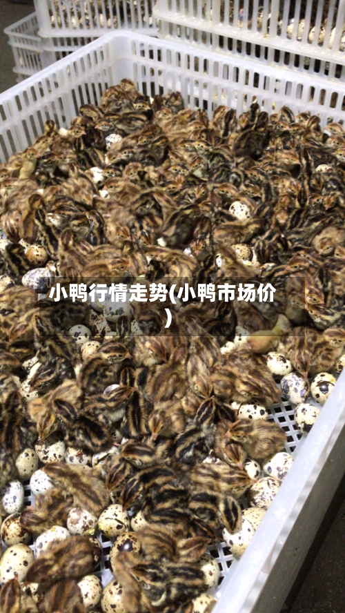 小鸭行情走势(小鸭市场价)