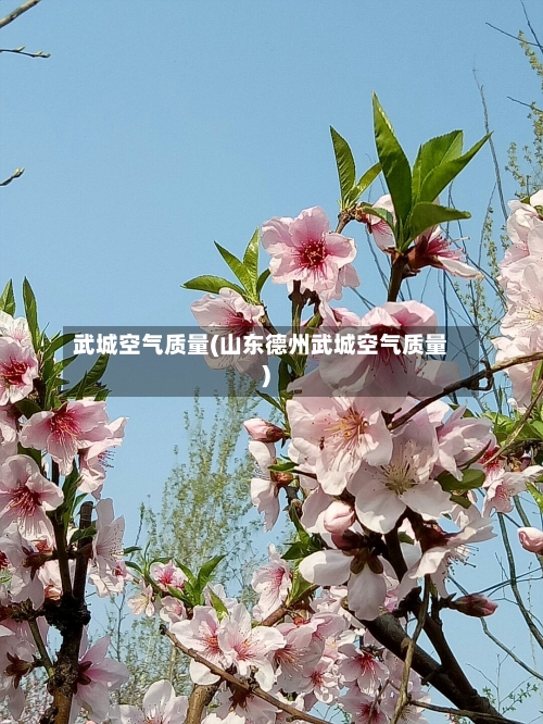 武城空气质量(山东德州武城空气质量)