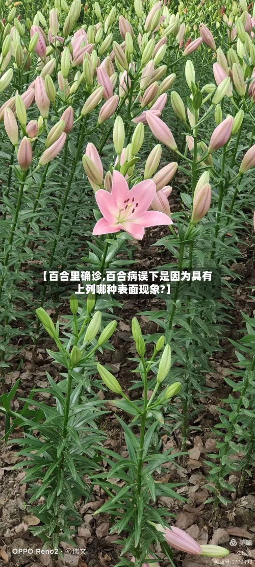【百合里确诊,百合病误下是因为具有上列哪种表面现象?】