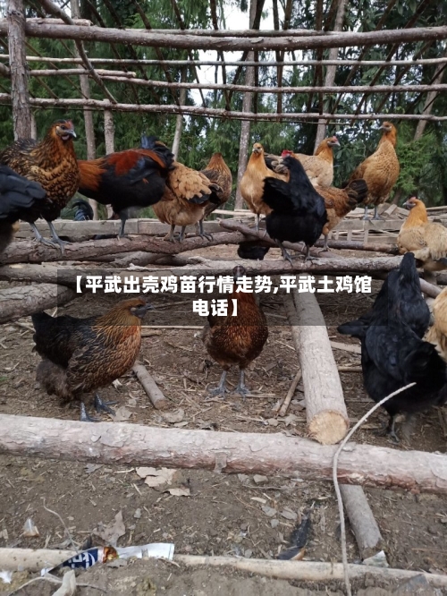 【平武出壳鸡苗行情走势,平武土鸡馆电话】