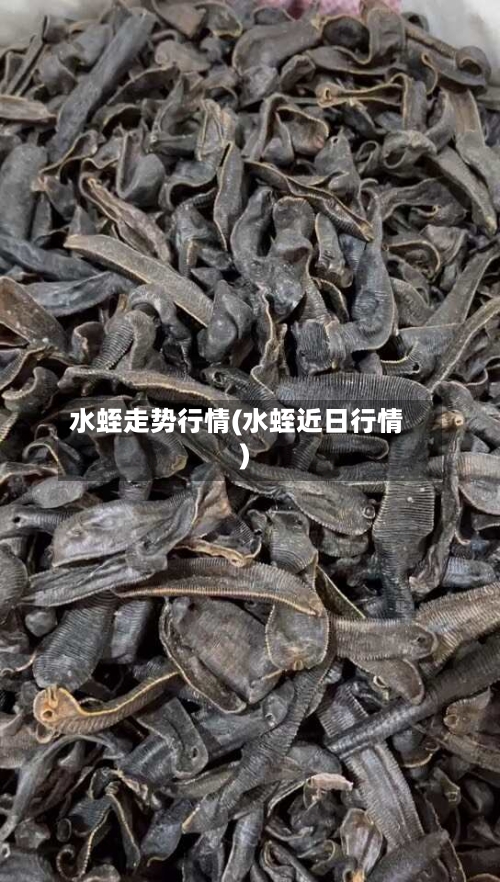 水蛭走势行情(水蛭近日行情)