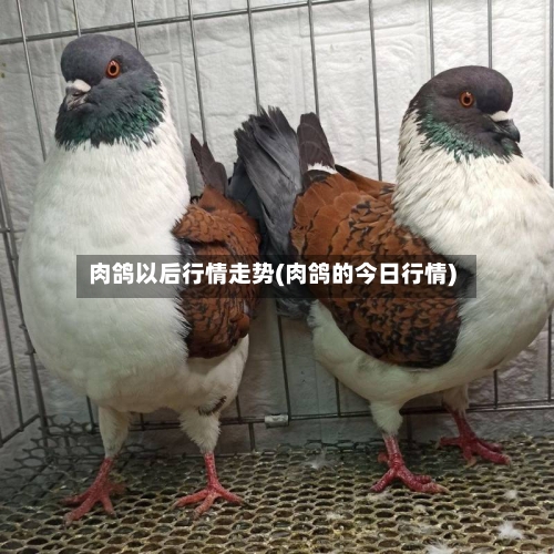 肉鸽以后行情走势(肉鸽的今日行情)