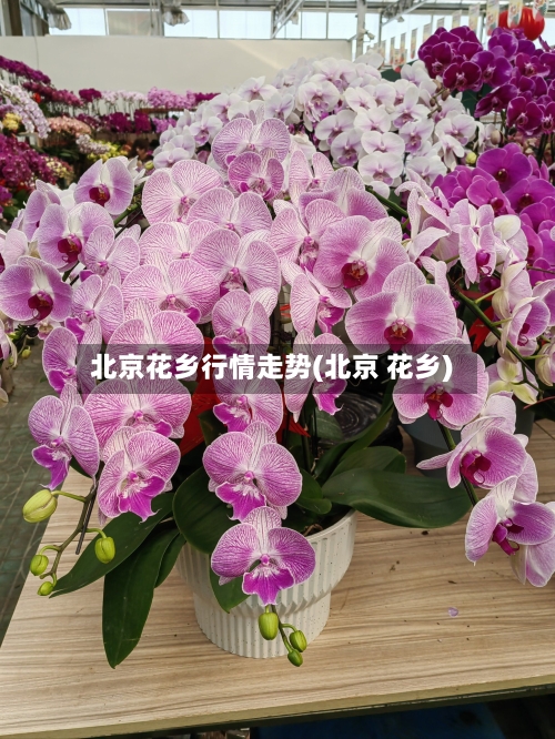北京花乡行情走势(北京 花乡)