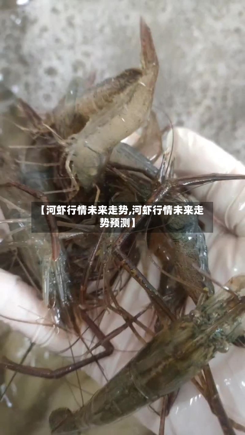 【河虾行情未来走势,河虾行情未来走势预测】