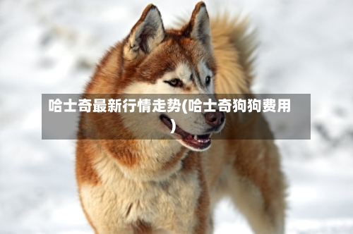 哈士奇最新行情走势(哈士奇狗狗费用)