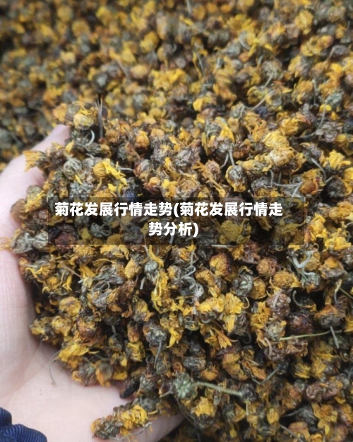 菊花发展行情走势(菊花发展行情走势分析)