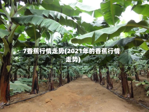 7香蕉行情走势(2021年的香蕉行情走势)