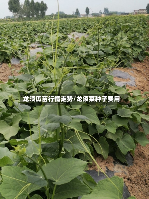 龙须瓜苗行情走势/龙须菜种子费用