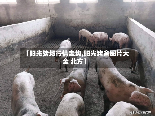 【阳光猪场行情走势,阳光猪舍图片大全 北方】