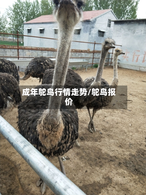 成年鸵鸟行情走势/鸵鸟报价