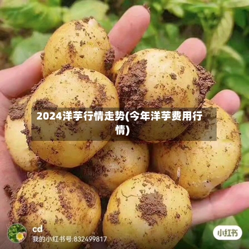 2024洋芋行情走势(今年洋芋费用行情)