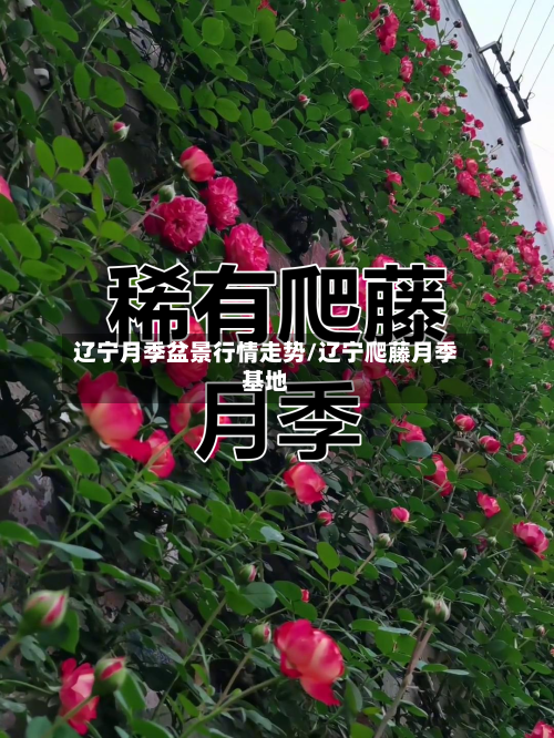 辽宁月季盆景行情走势/辽宁爬藤月季基地