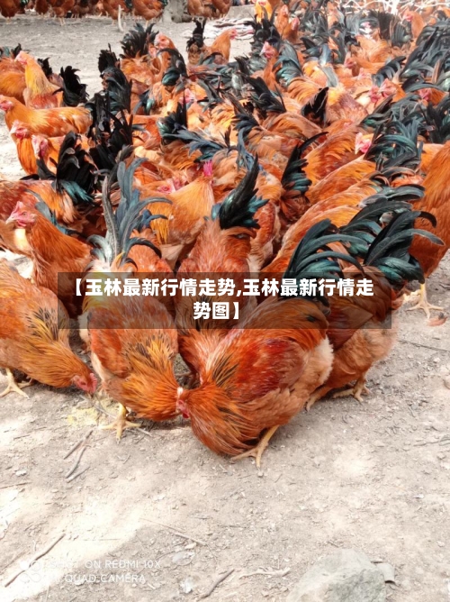 【玉林最新行情走势,玉林最新行情走势图】