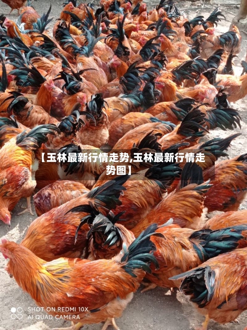 【玉林最新行情走势,玉林最新行情走势图】