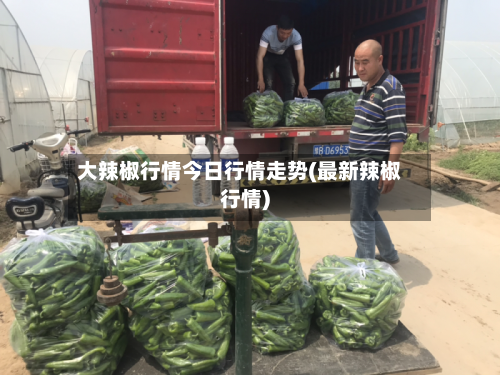 大辣椒行情今日行情走势(最新辣椒行情)