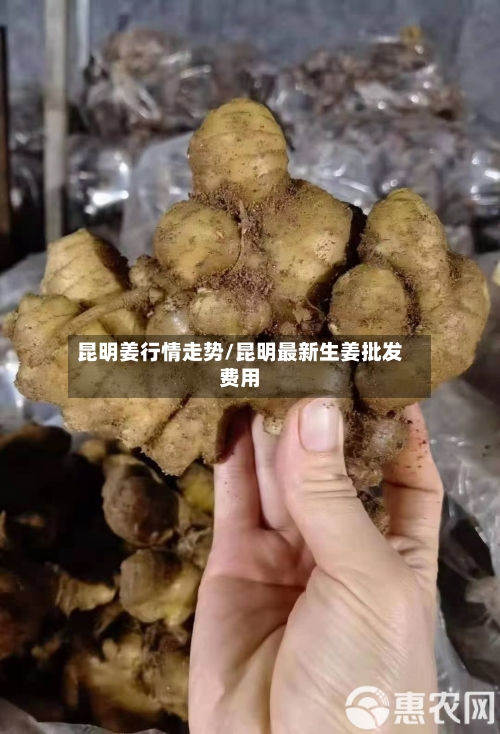 昆明姜行情走势/昆明最新生姜批发费用