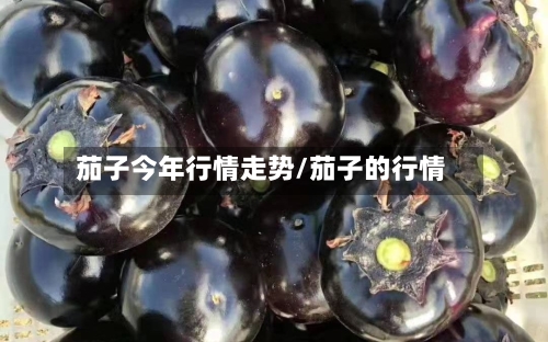 茄子今年行情走势/茄子的行情