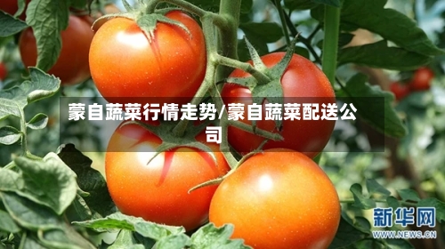 蒙自蔬菜行情走势/蒙自蔬菜配送公司