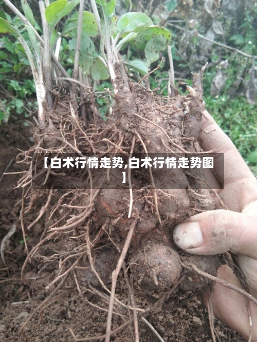 【白术行情走势,白术行情走势图】