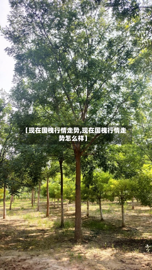 【现在国槐行情走势,现在国槐行情走势怎么样】