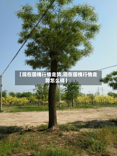 【现在国槐行情走势,现在国槐行情走势怎么样】