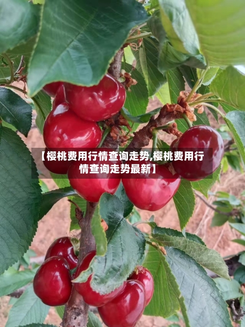 【樱桃费用行情查询走势,樱桃费用行情查询走势最新】