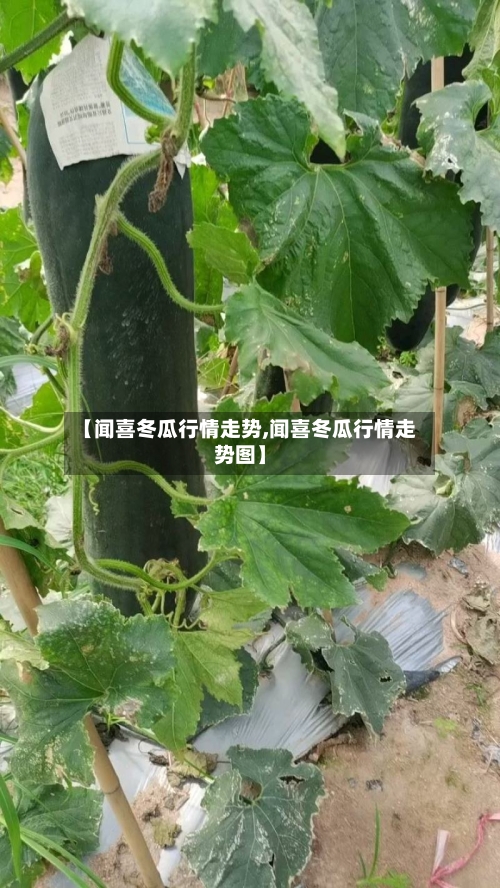 【闻喜冬瓜行情走势,闻喜冬瓜行情走势图】