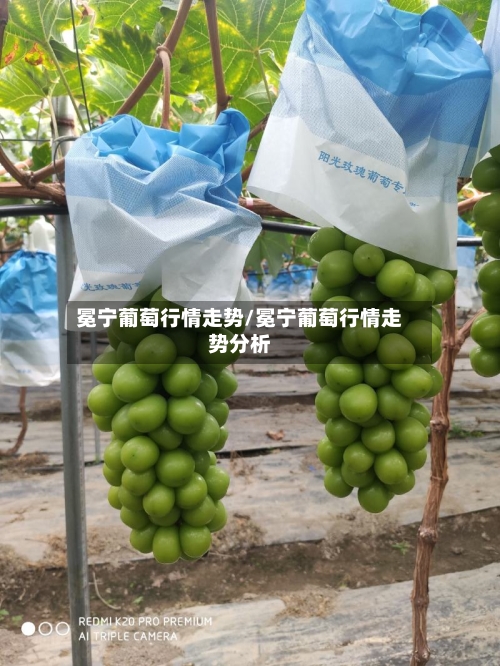 冕宁葡萄行情走势/冕宁葡萄行情走势分析