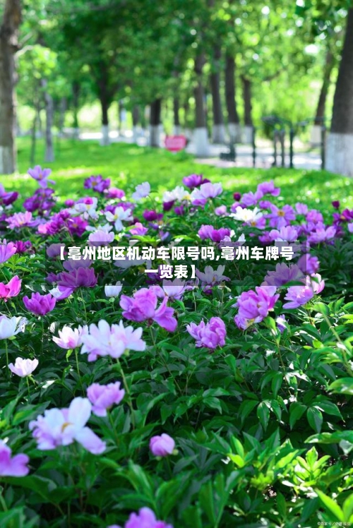 【亳州地区机动车限号吗,亳州车牌号一览表】