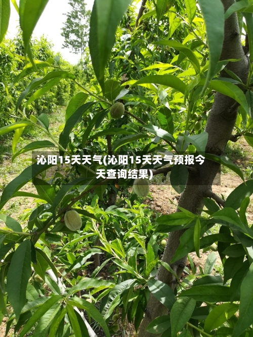 沁阳15天天气(沁阳15天天气预报今天查询结果)