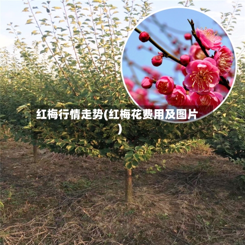 红梅行情走势(红梅花费用及图片)