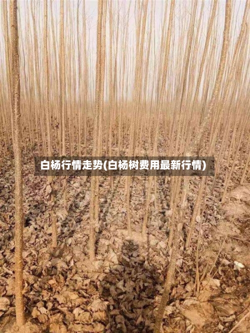 白杨行情走势(白杨树费用最新行情)