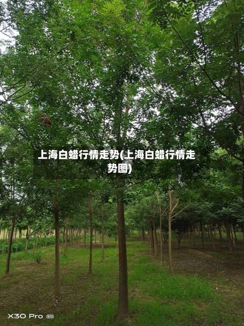 上海白蜡行情走势(上海白蜡行情走势图)
