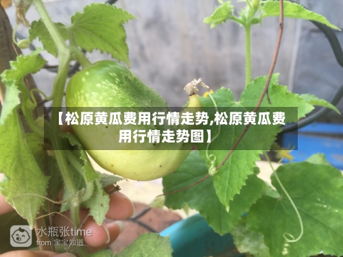 【松原黄瓜费用行情走势,松原黄瓜费用行情走势图】