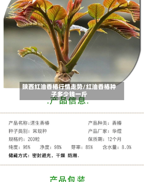 陕西红油香椿行情走势/红油香椿种子多少钱一斤