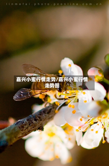 嘉兴小蜜行情走势/嘉兴小蜜行情走势图