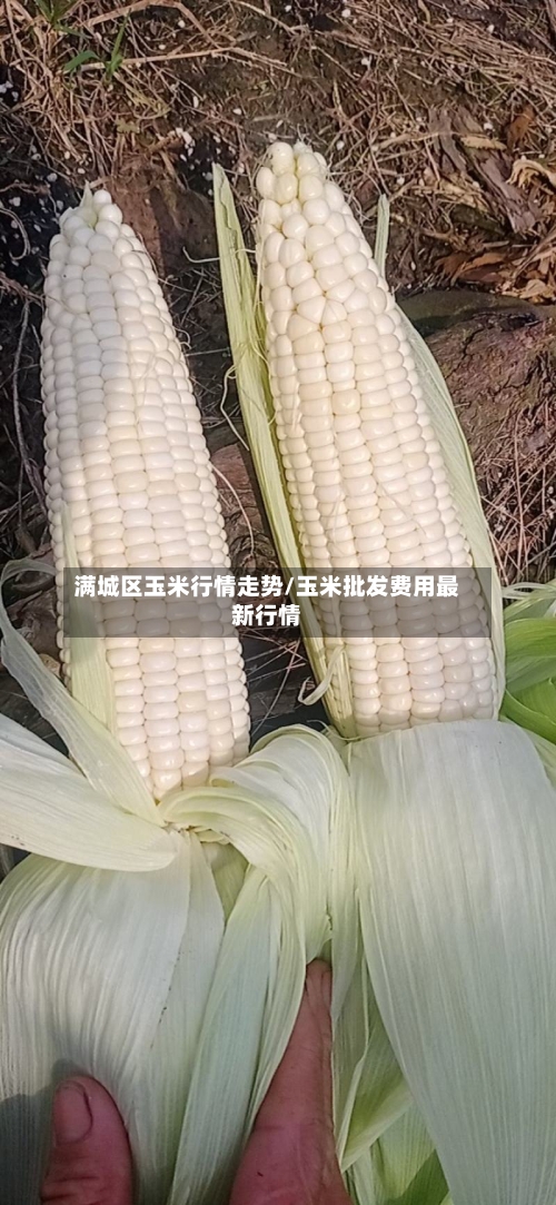 满城区玉米行情走势/玉米批发费用最新行情